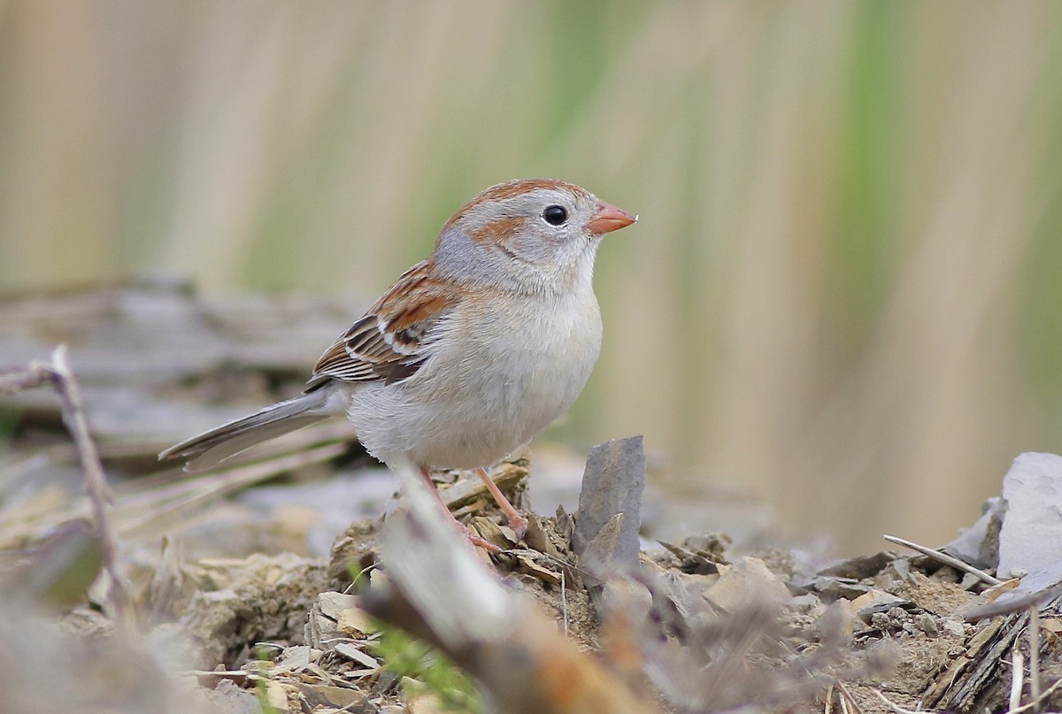 Field Sparrow - ML618968254
