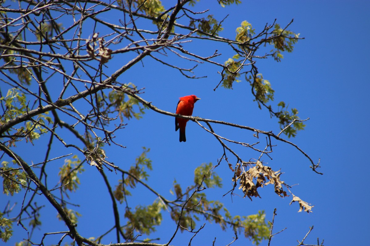 Scarlet Tanager - ML618968255