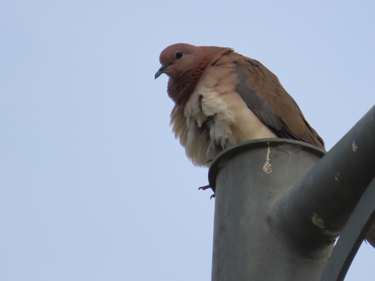 Laughing Dove - ML618968308
