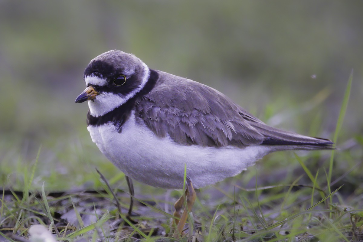 Semipalmated Plover - ML618968360