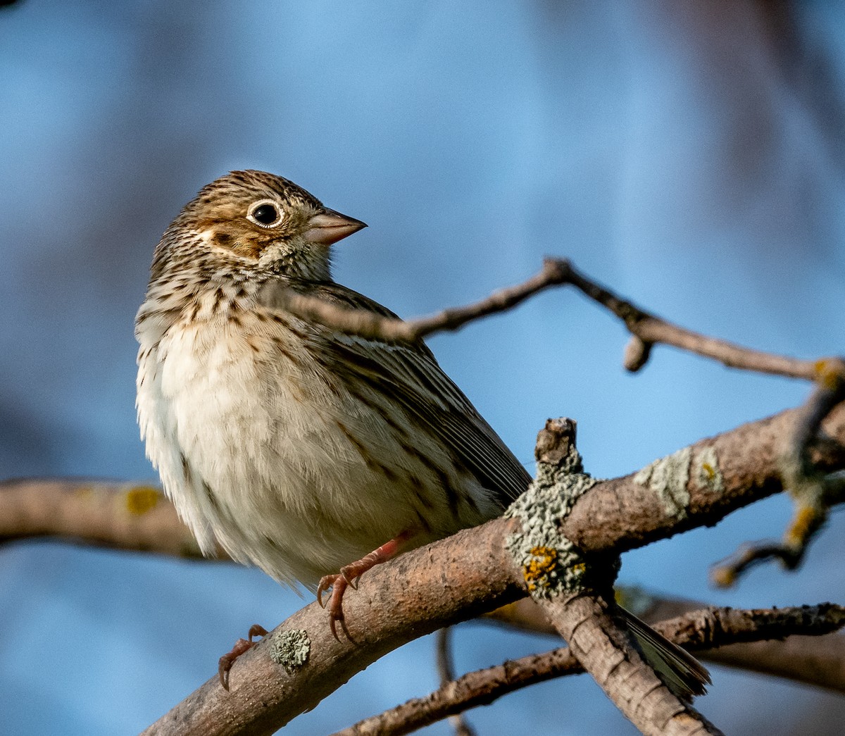 Vesper Sparrow - Claude Garand