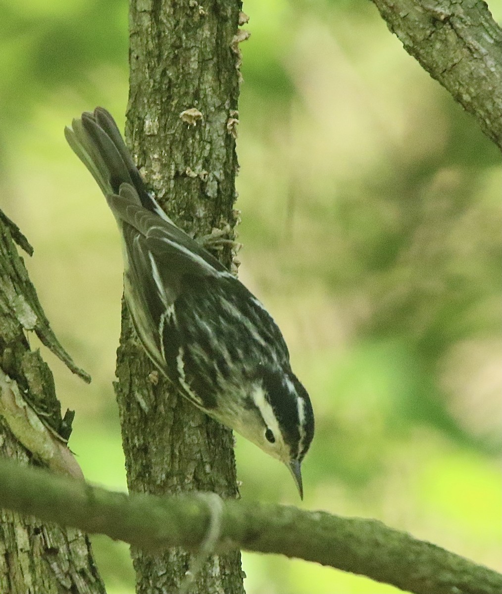 Black-and-white Warbler - ML618968449