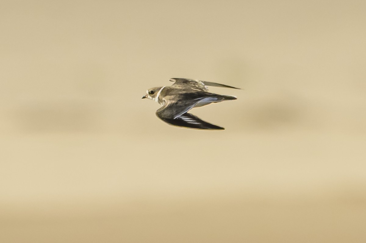 Semipalmated Plover - ML618968471