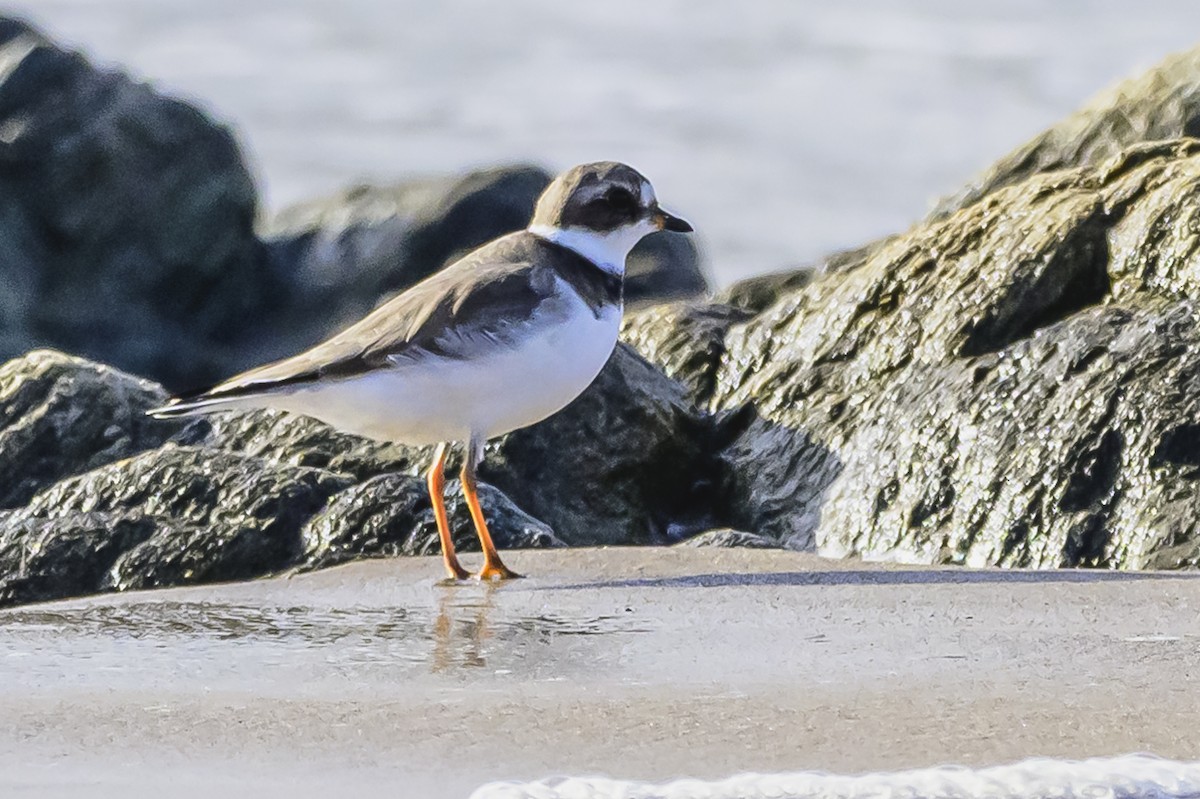 Semipalmated Plover - Amed Hernández