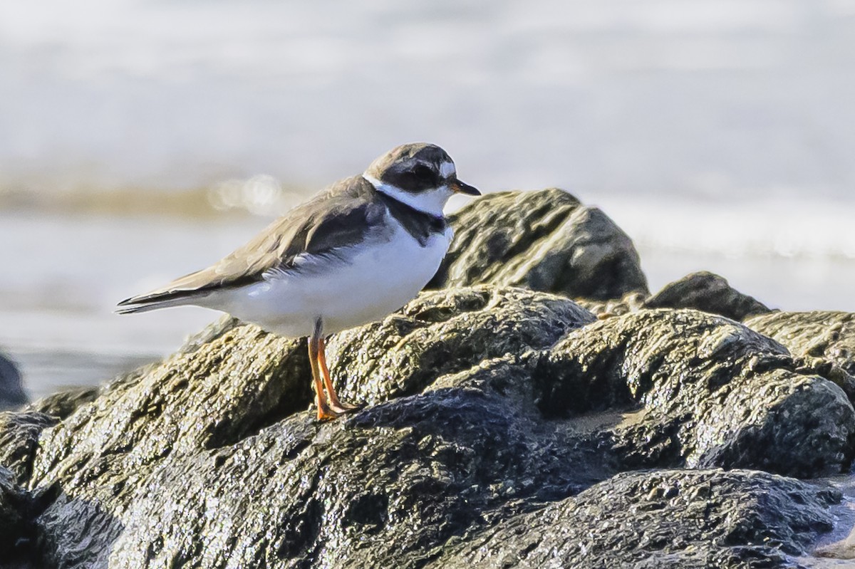 Semipalmated Plover - ML618968475
