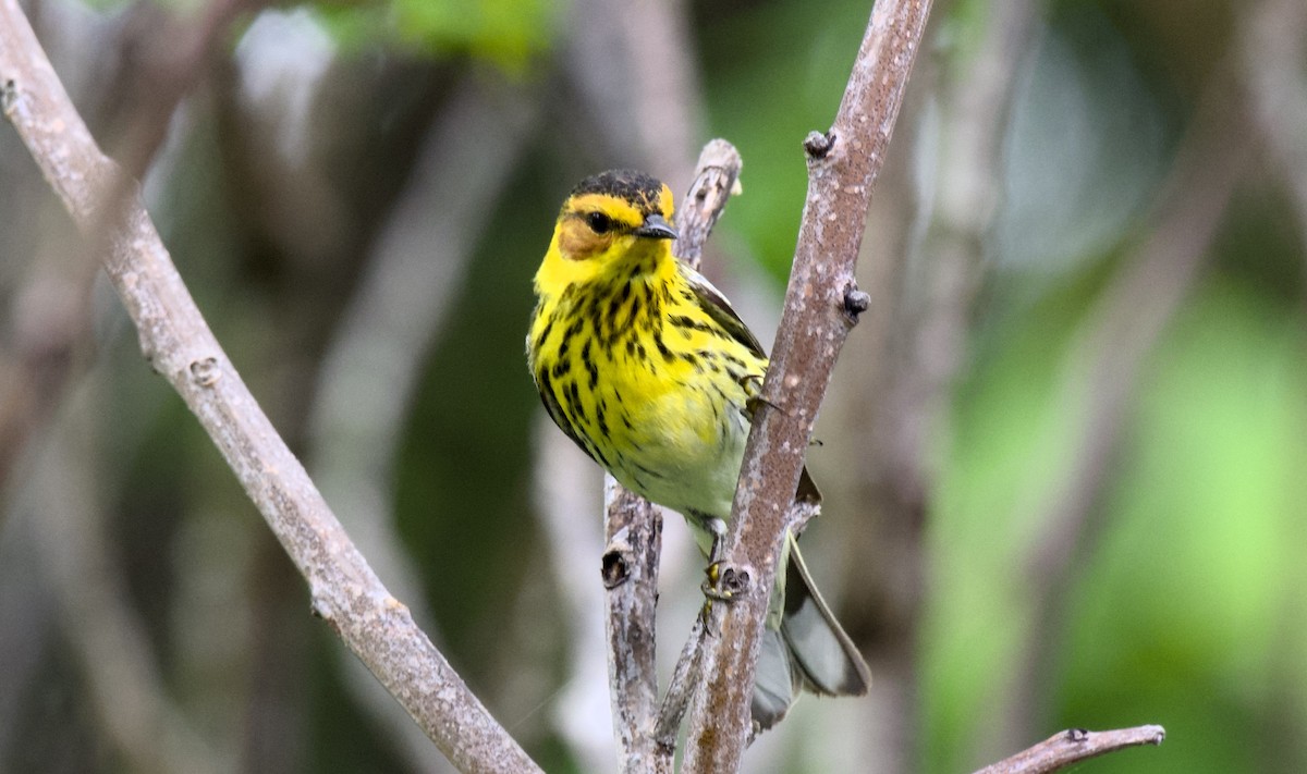 Cape May Warbler - ML618968539