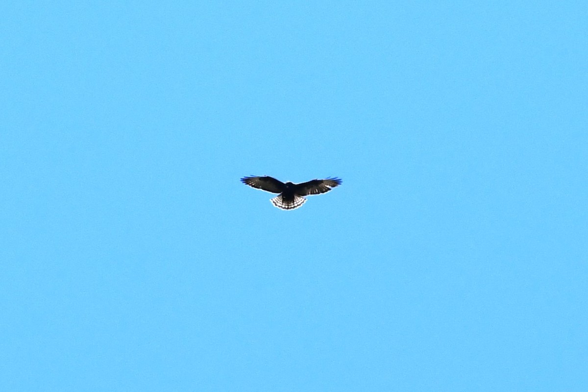 Short-tailed Hawk - ML618968544
