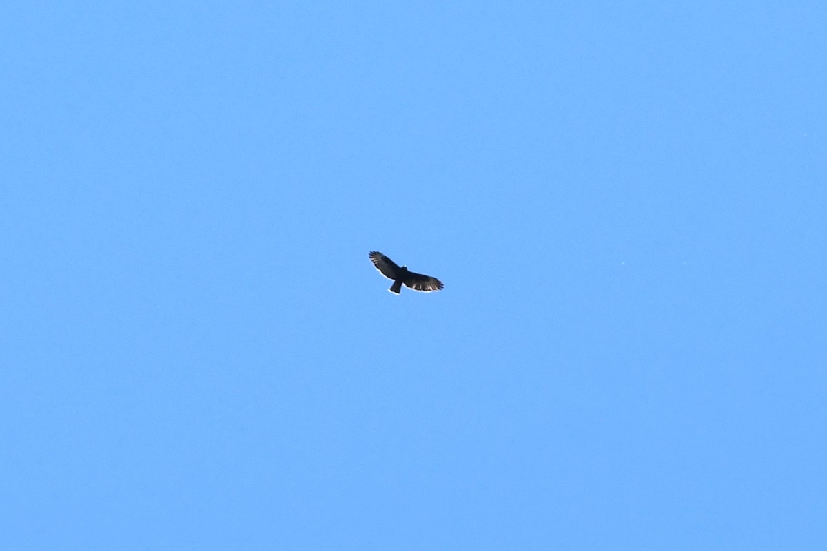 Short-tailed Hawk - ML618968554