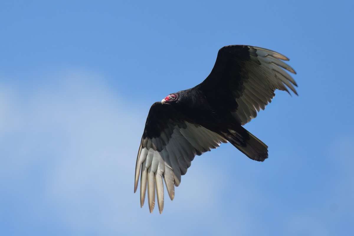 Turkey Vulture - Ed Poropat