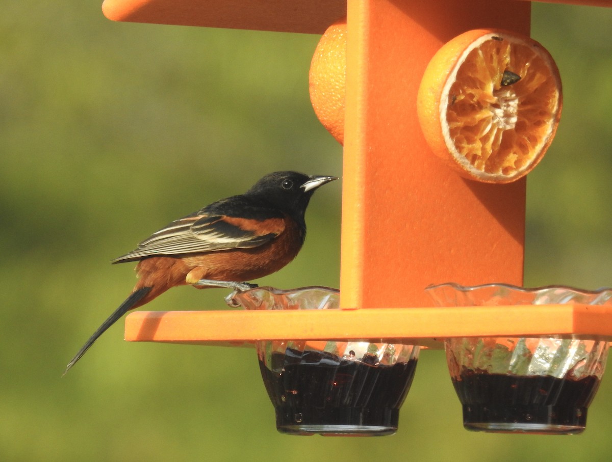 Orchard Oriole - ML618968648