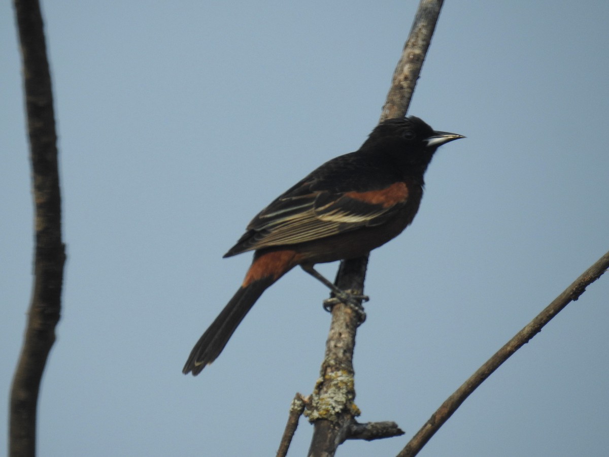 Orchard Oriole - ML618968649