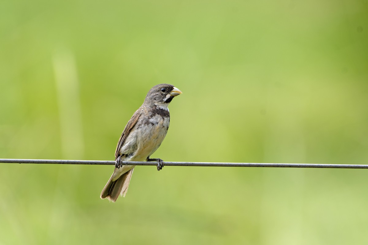 Double-collared Seedeater - ML618968691