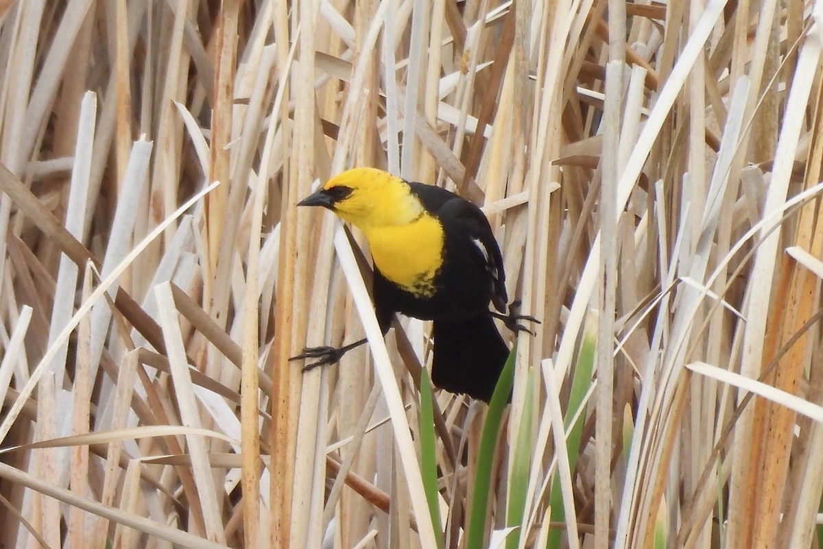 Yellow-headed Blackbird - ML618968692