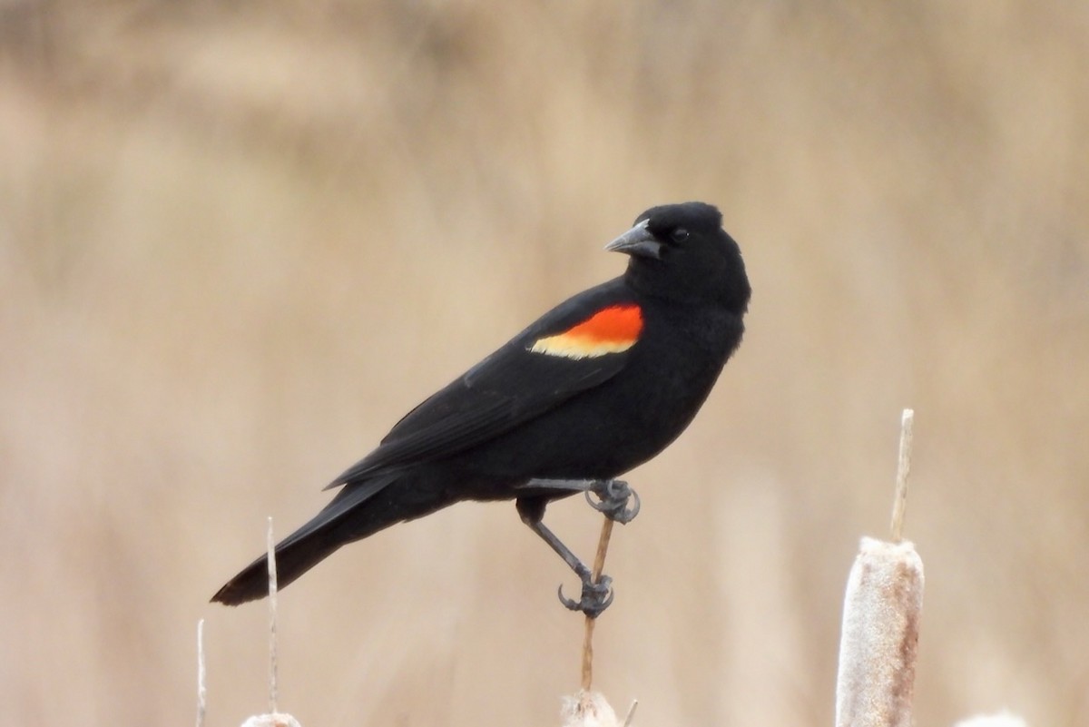 Red-winged Blackbird - ML618968700
