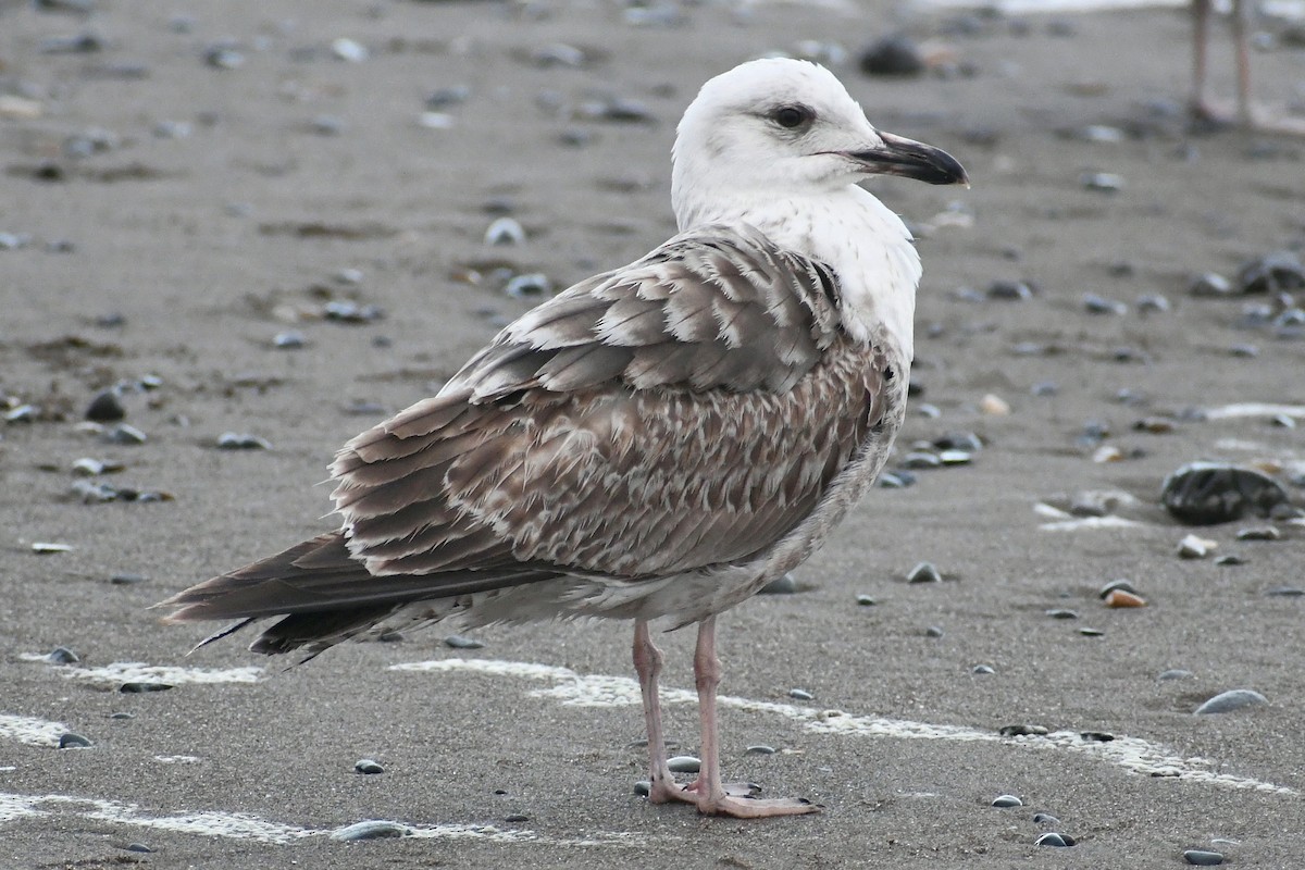 Lesser Black-backed Gull - Phil Pickering