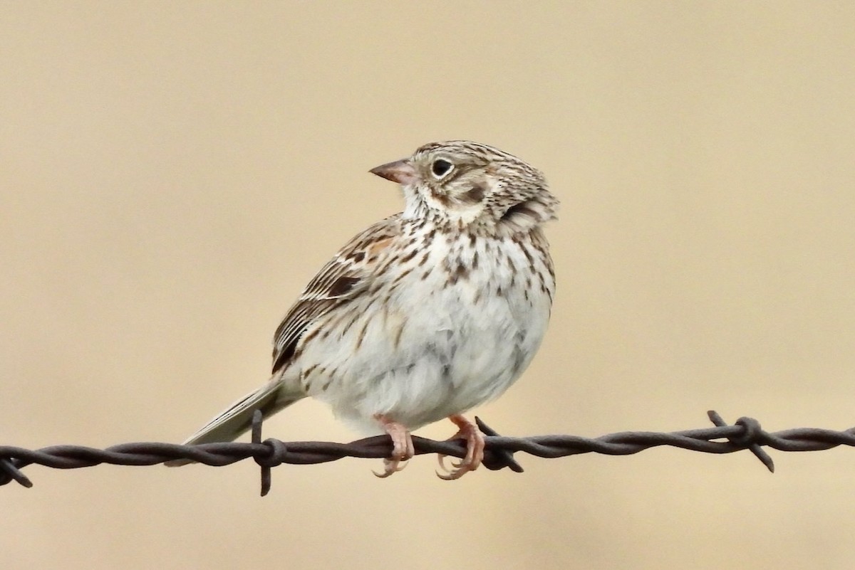 Vesper Sparrow - Hobart Collins
