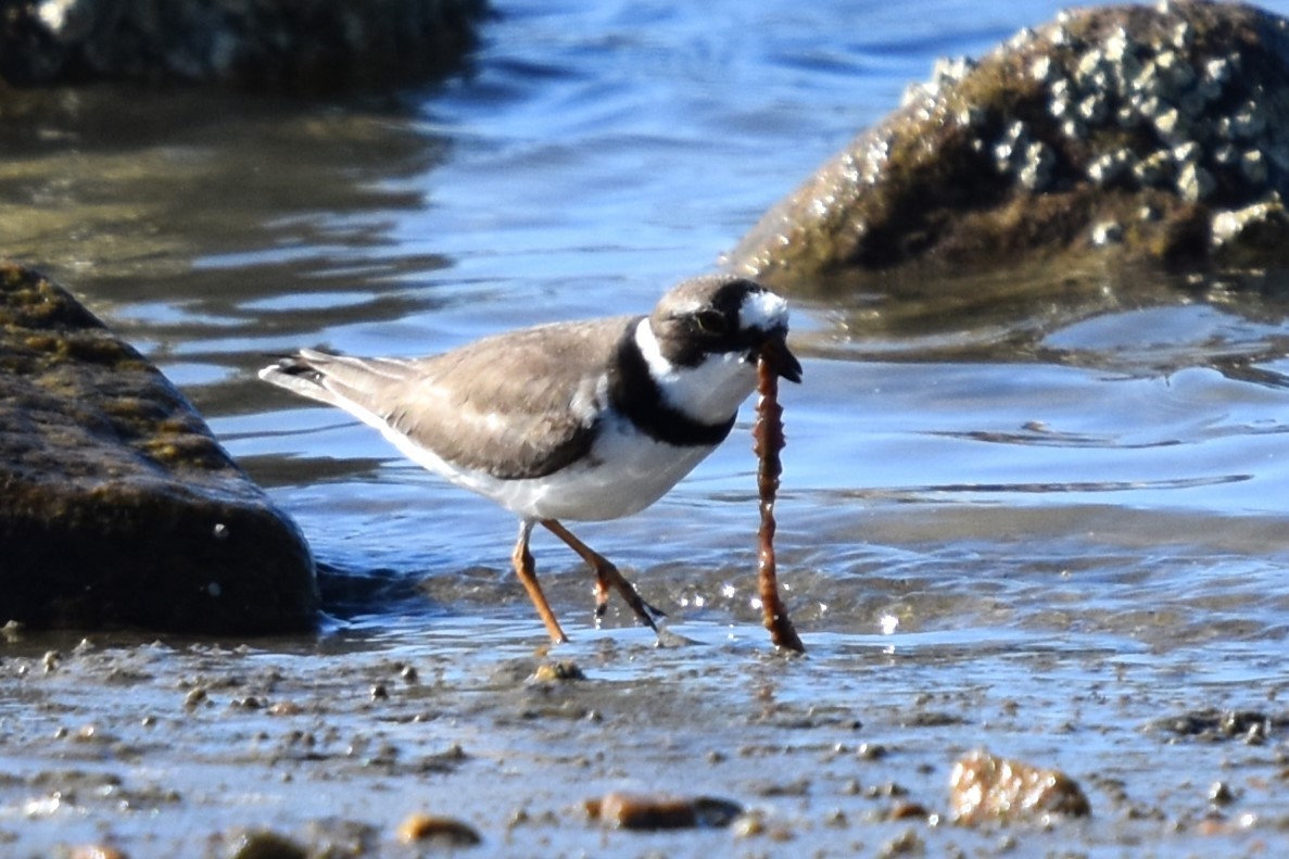 Semipalmated Plover - Maria Bloom