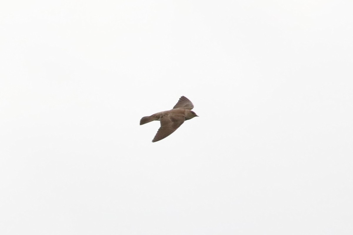 Northern Rough-winged Swallow - John and Milena Beer