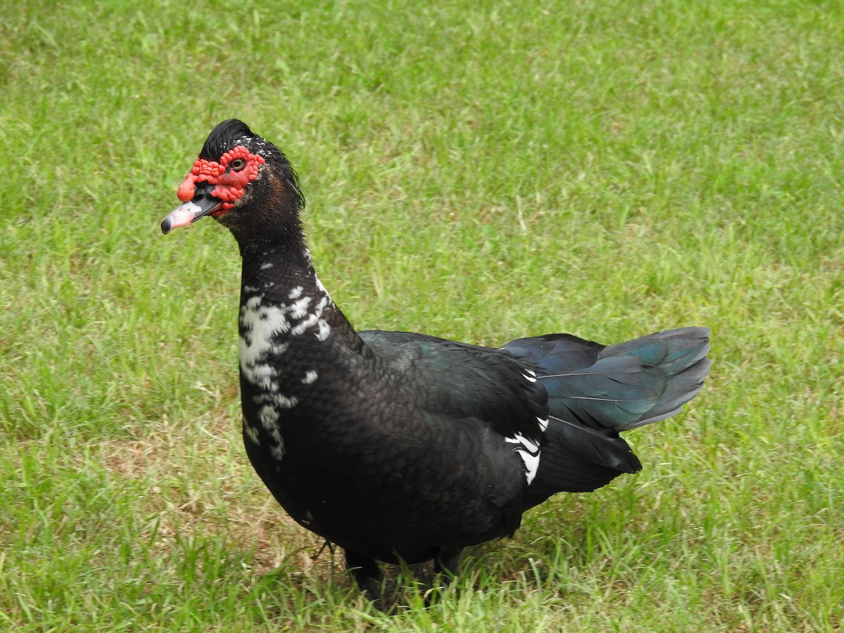 Muscovy Duck (Domestic type) - ML618968809
