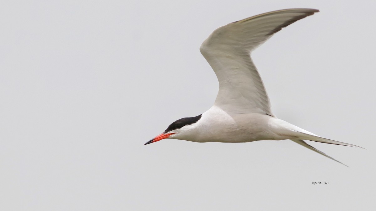 Common Tern - Fatih Izler