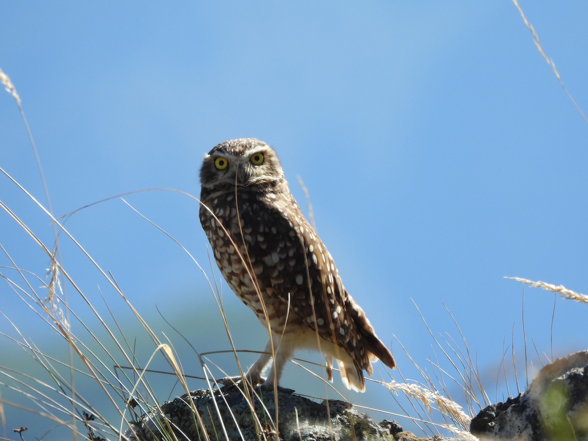 Burrowing Owl - Tomas  Calahuma