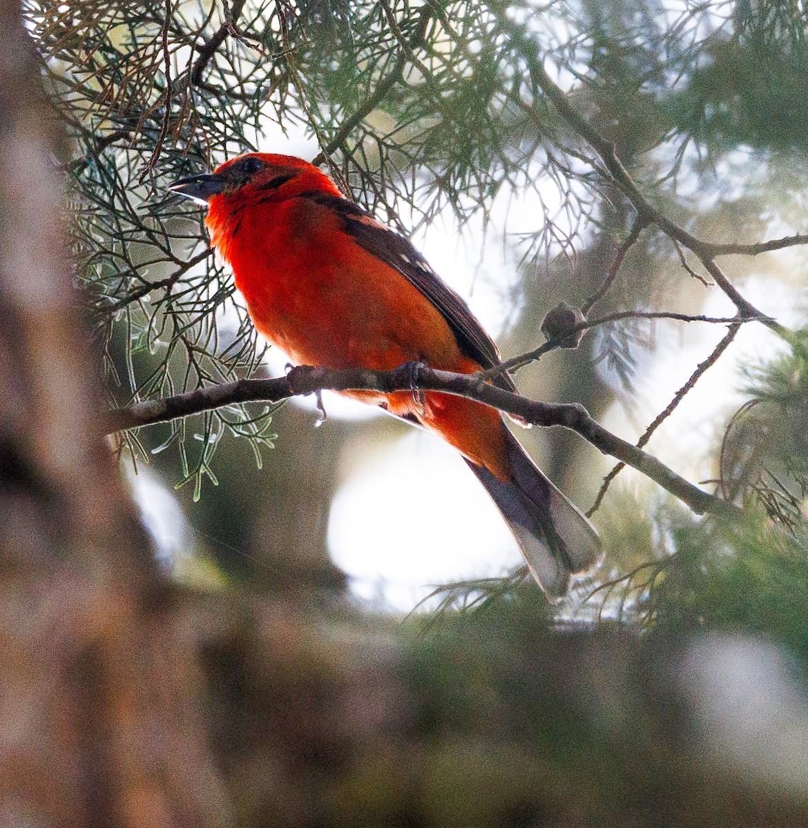 Flame-colored Tanager - ML618968917