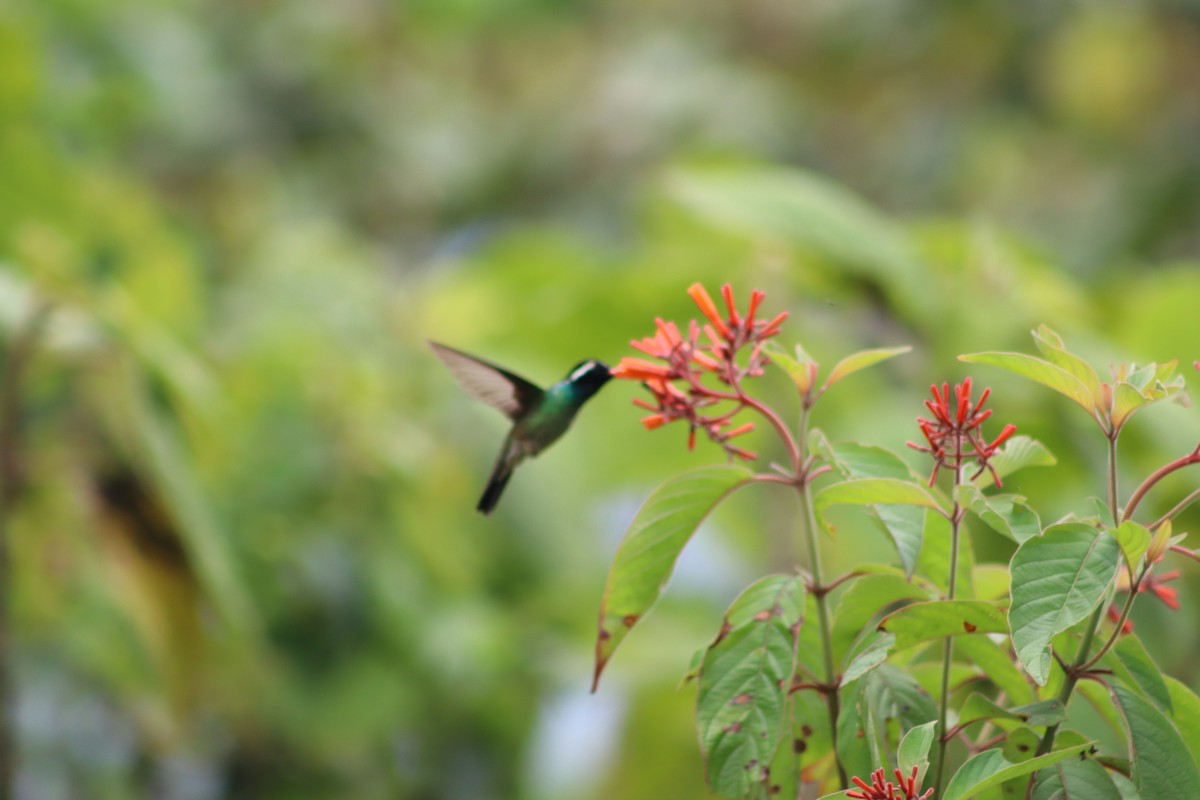 kolibřík bělouchý - ML618968953