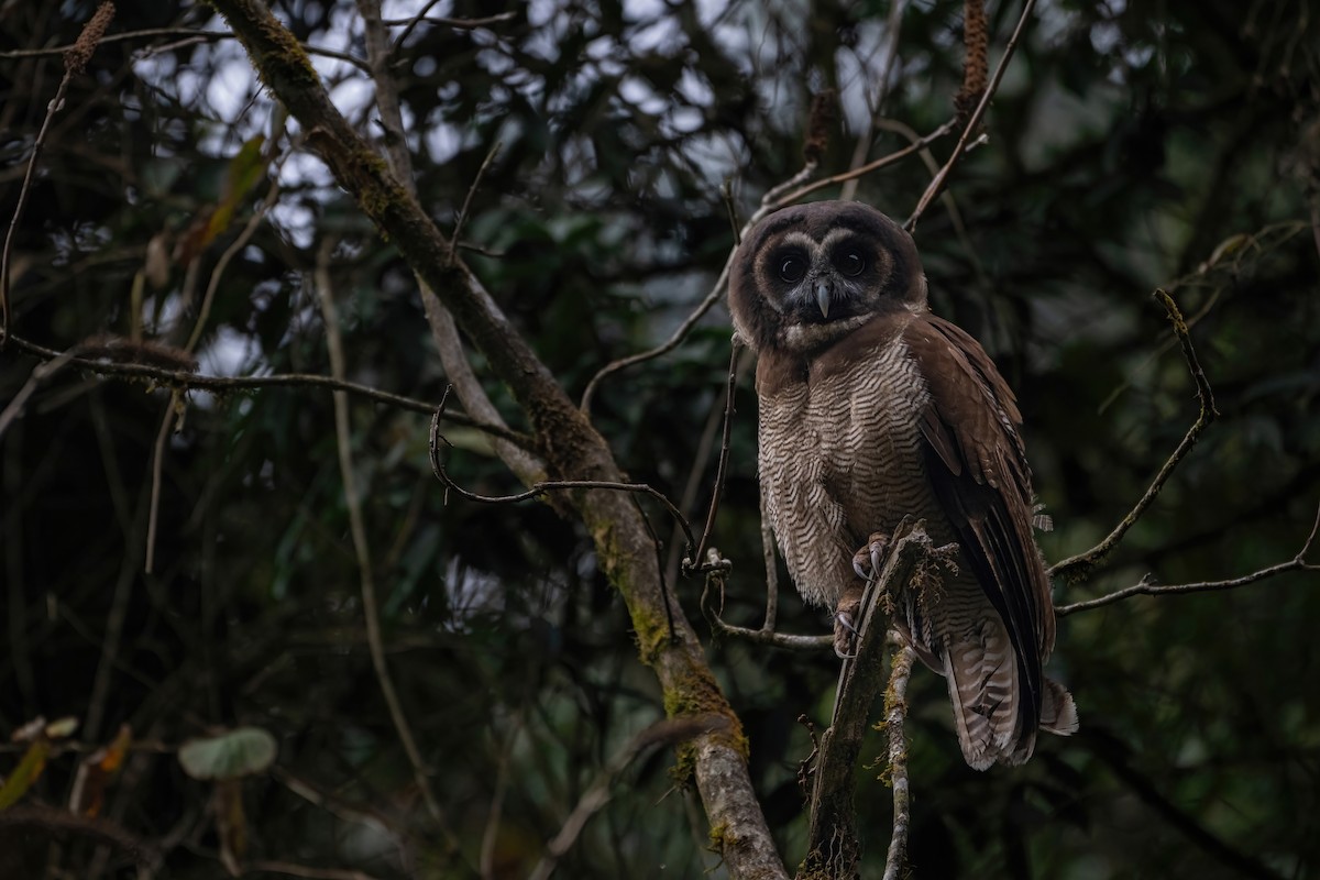 Brown Wood-Owl - ML618968962