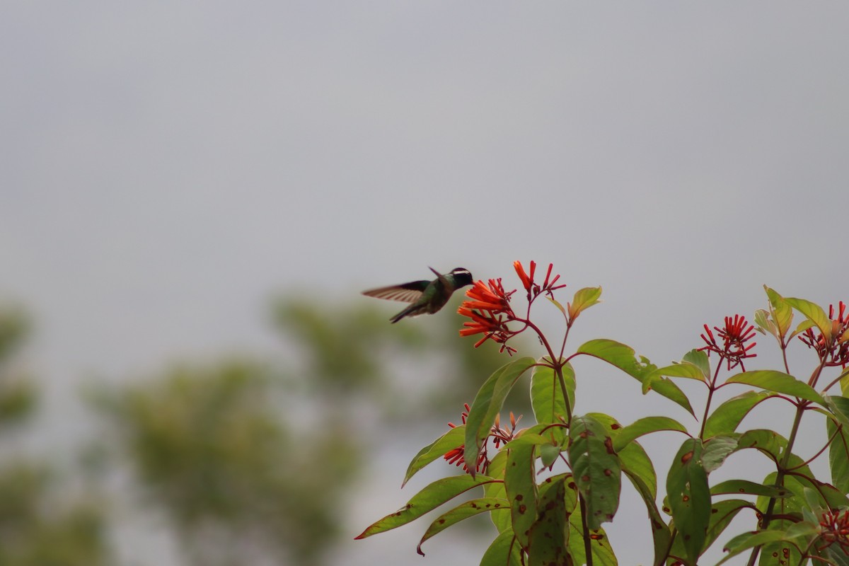 kolibřík bělouchý - ML618969013