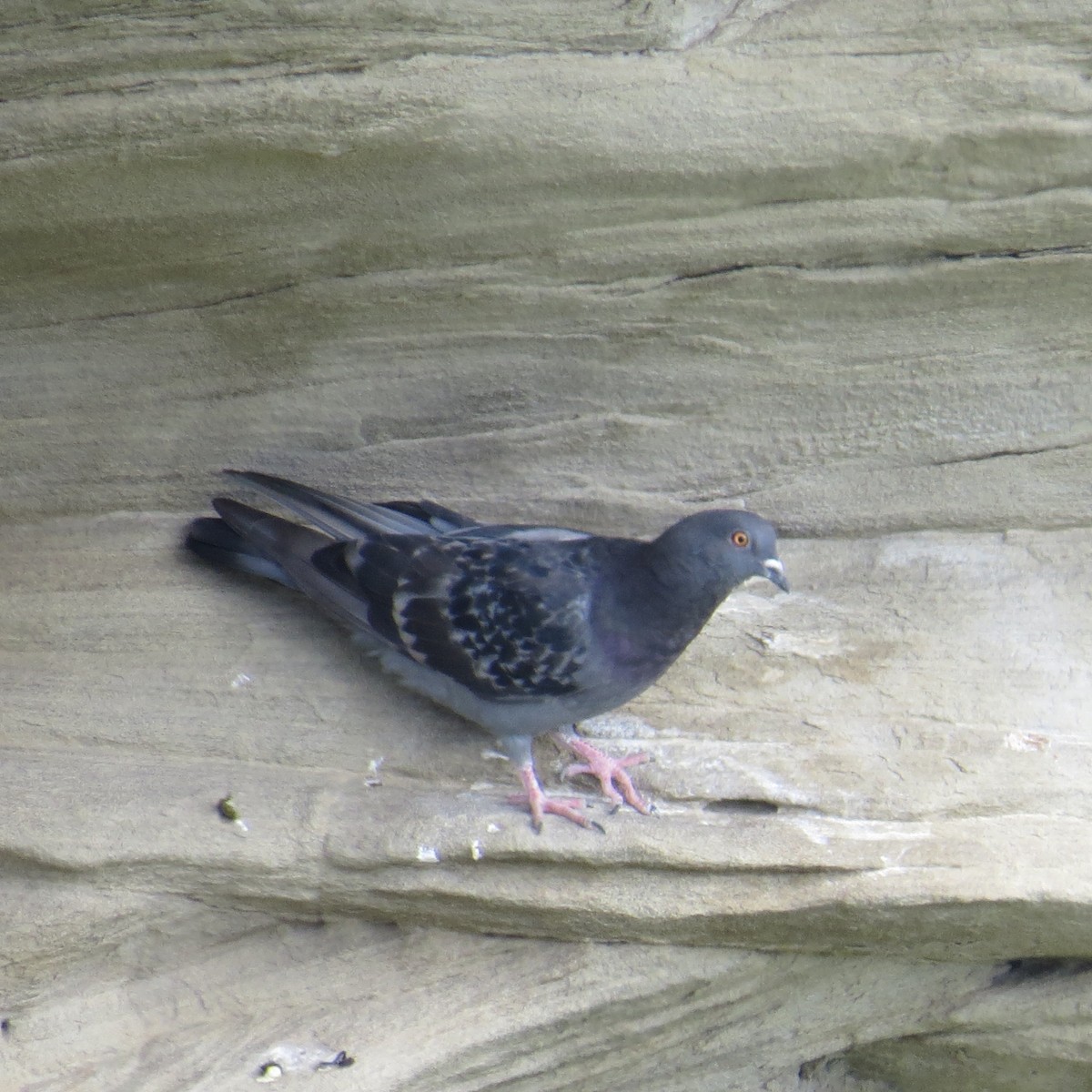 Rock Pigeon (Feral Pigeon) - Mabel Bredahl