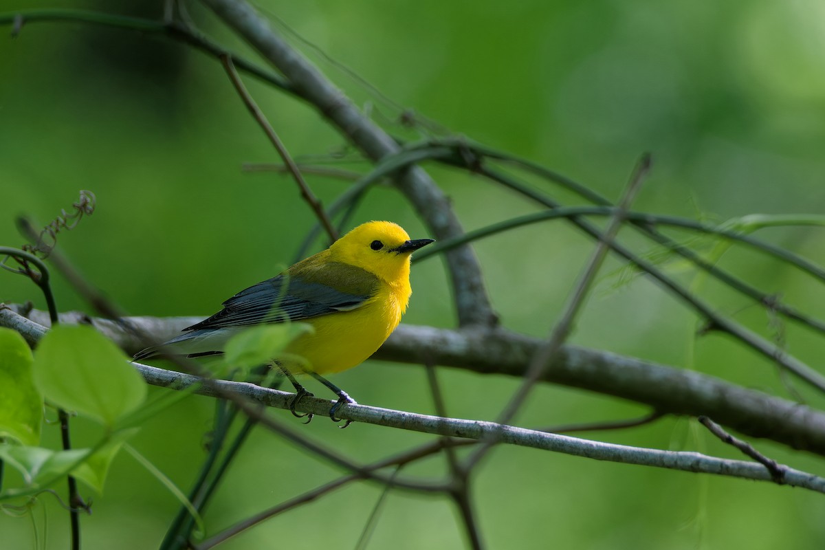 Prothonotary Warbler - ML618969053