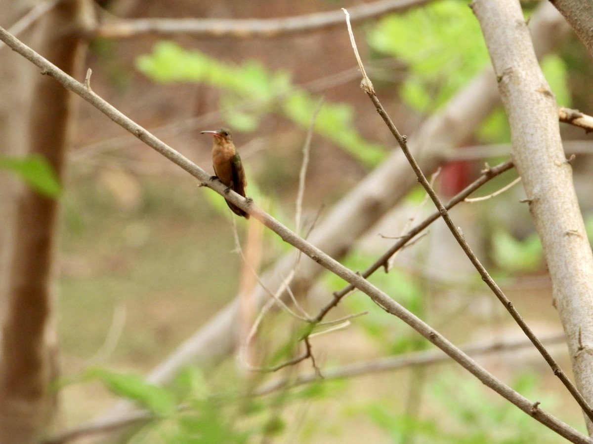 Cinnamon Hummingbird - ML618969054