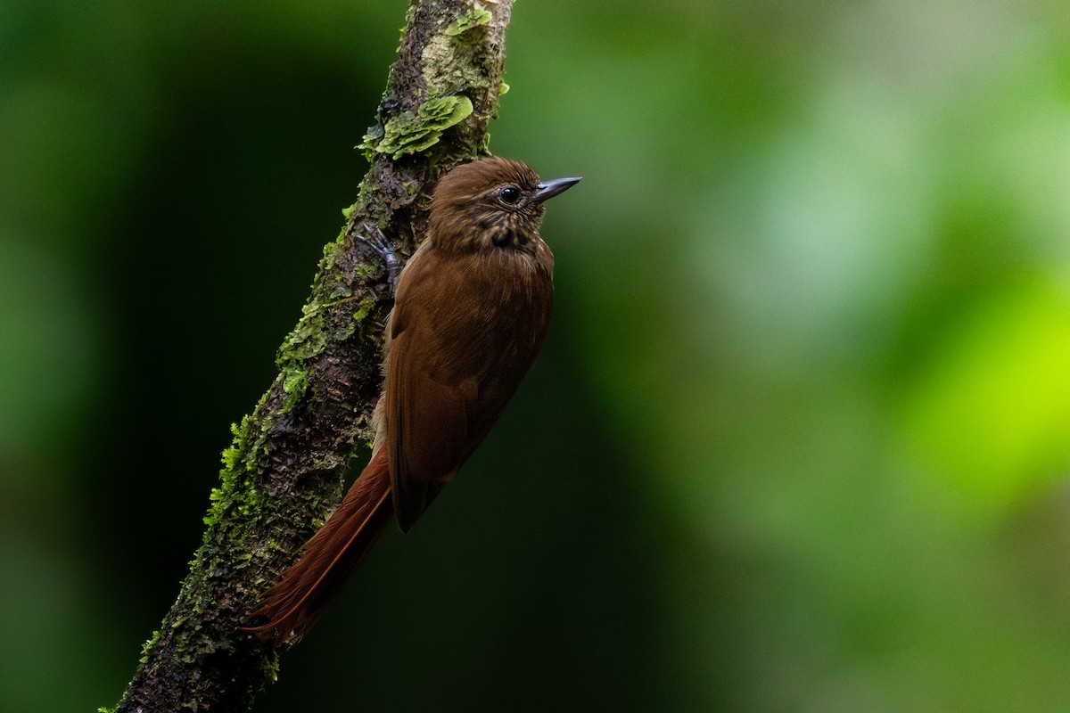 Wedge-billed Woodcreeper - Nestor Monsalve (@birds.nestor)