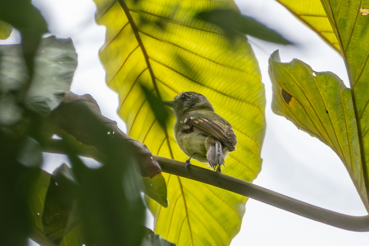 Sepia-capped Flycatcher - Nestor Monsalve (@birds.nestor)