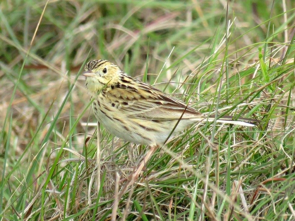 Ochre-breasted Pipit - ML618969147