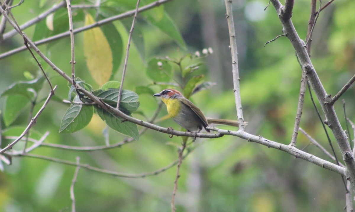 Rufous-capped Warbler - ML618969197