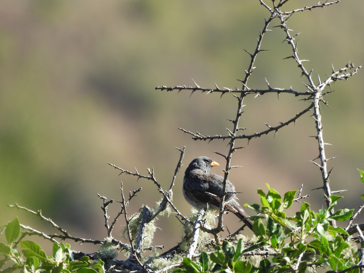 Band-tailed Sierra Finch - ML618969233