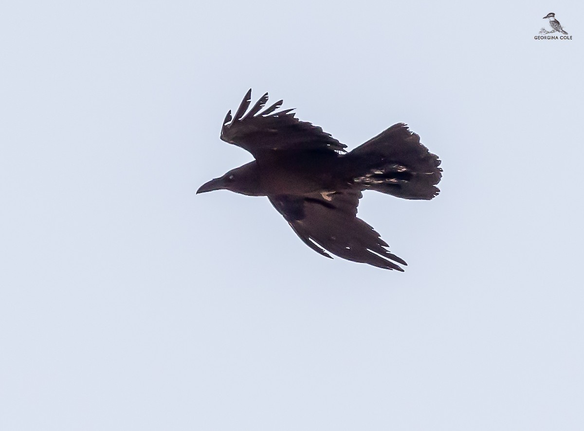 Brown-necked Raven - ML618969298