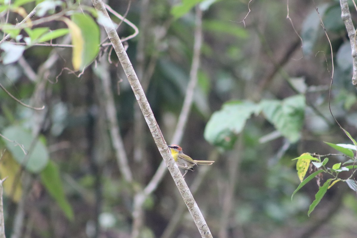 Rufous-capped Warbler - Alejandro Aguilar