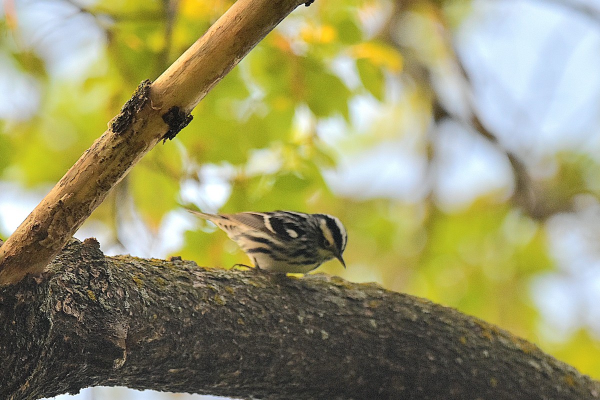 Black-and-white Warbler - ML618969331