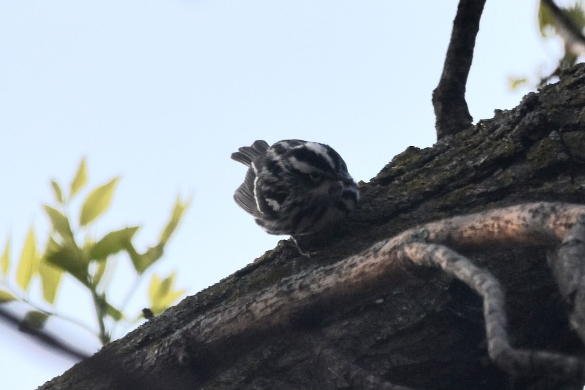 Black-and-white Warbler - ML618969340