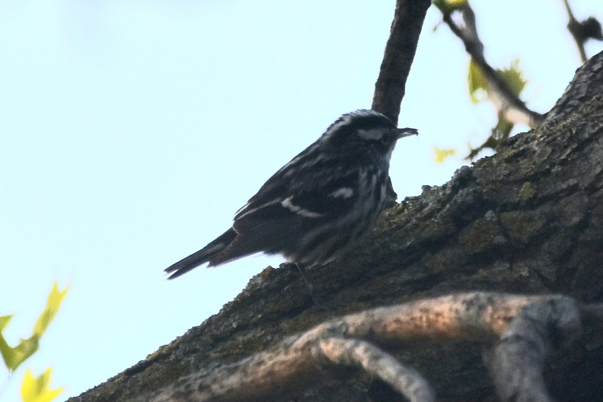 Black-and-white Warbler - ML618969345