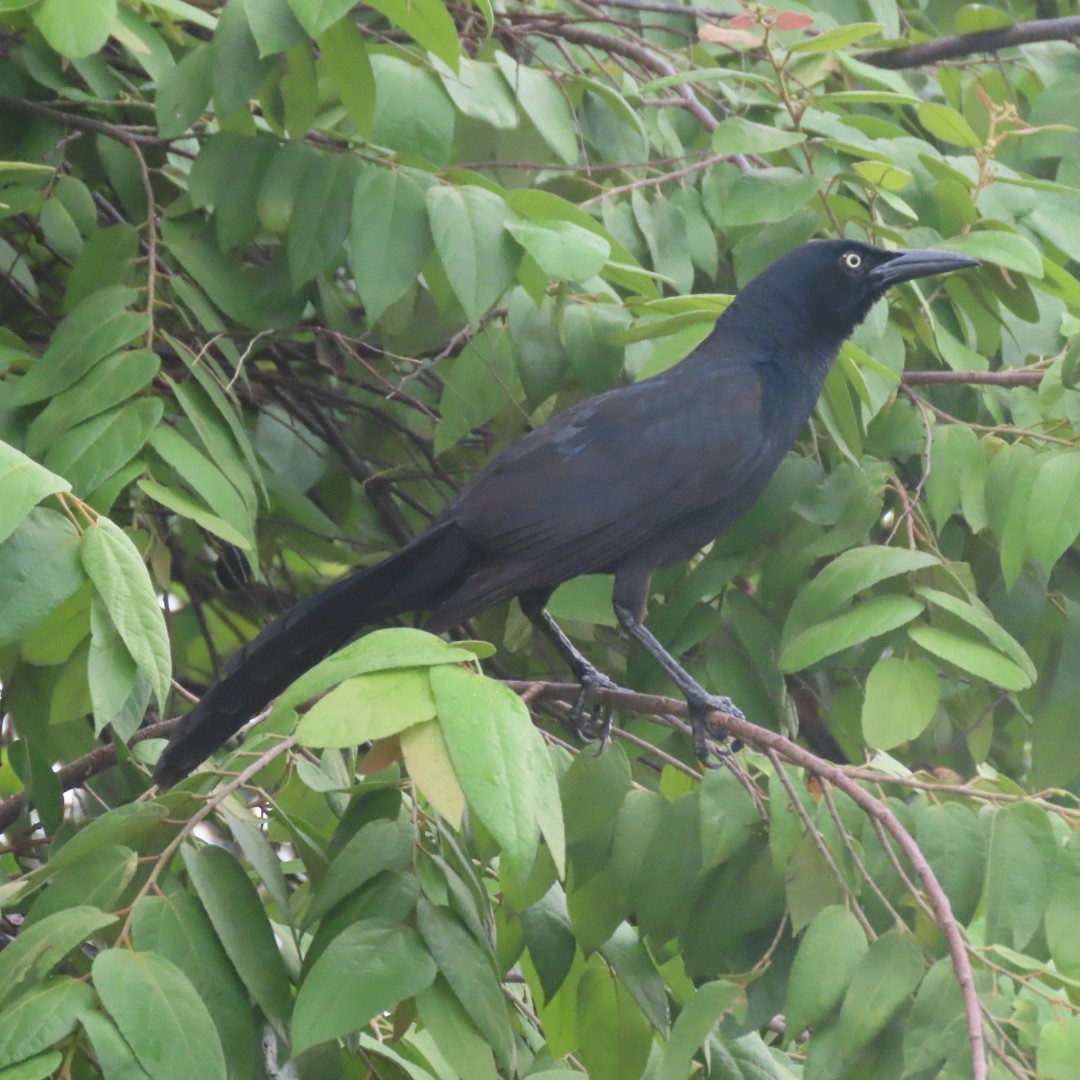 Great-tailed Grackle - Liliam Voltas