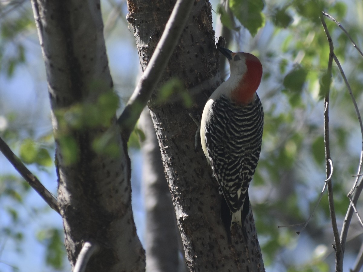 Red-bellied Woodpecker - ML618969351