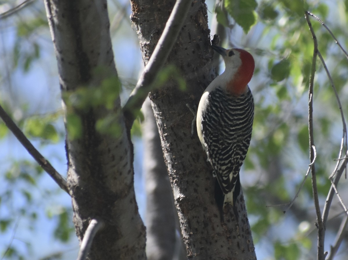 Red-bellied Woodpecker - ML618969352