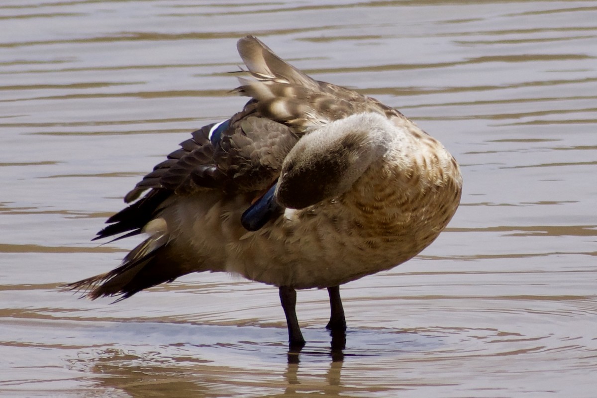 Crested Duck - ML618969401