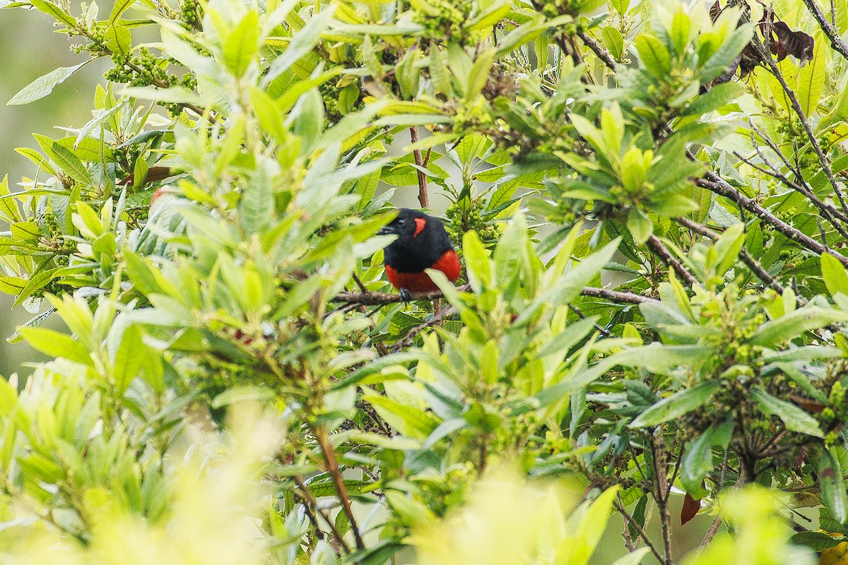 Scarlet-bellied Mountain Tanager - ML618969404
