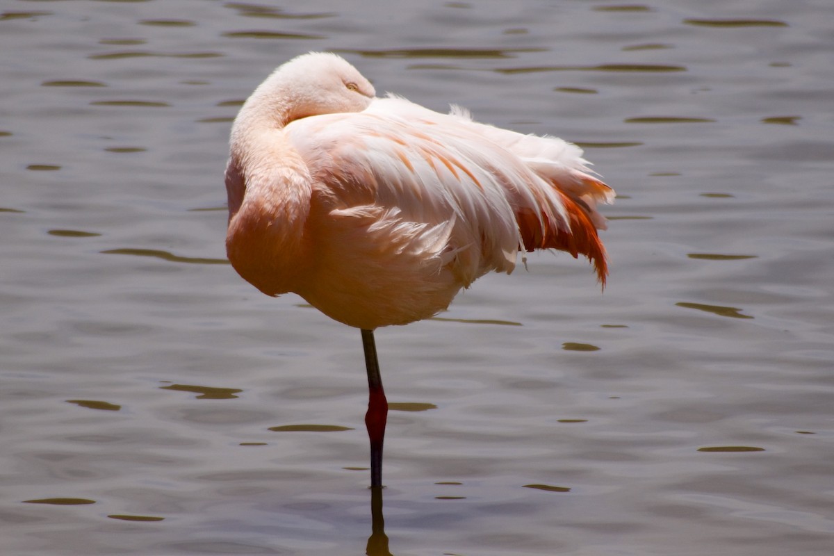 Chilean Flamingo - ML618969412