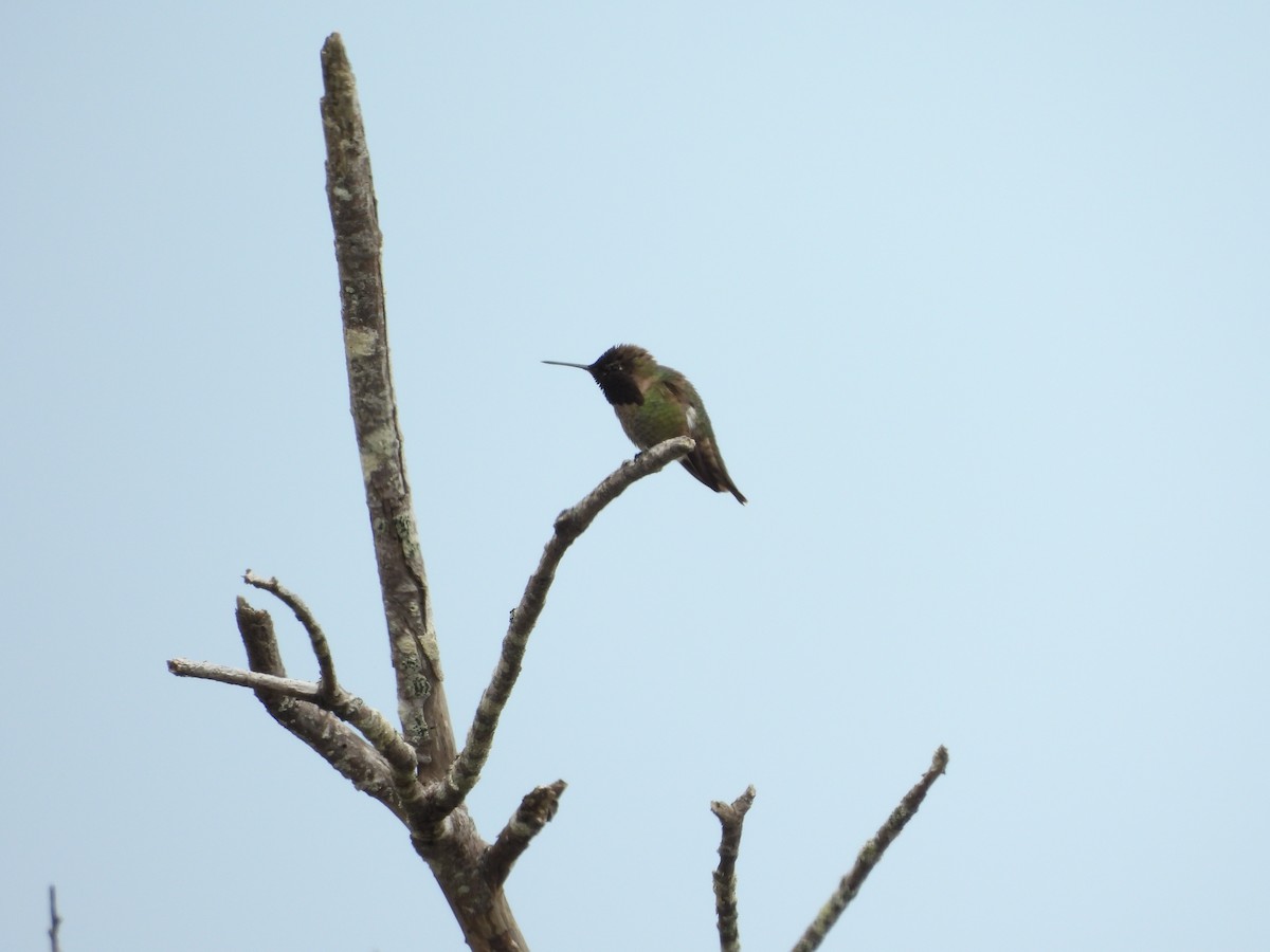 Anna's Hummingbird - Hunter Burggraf
