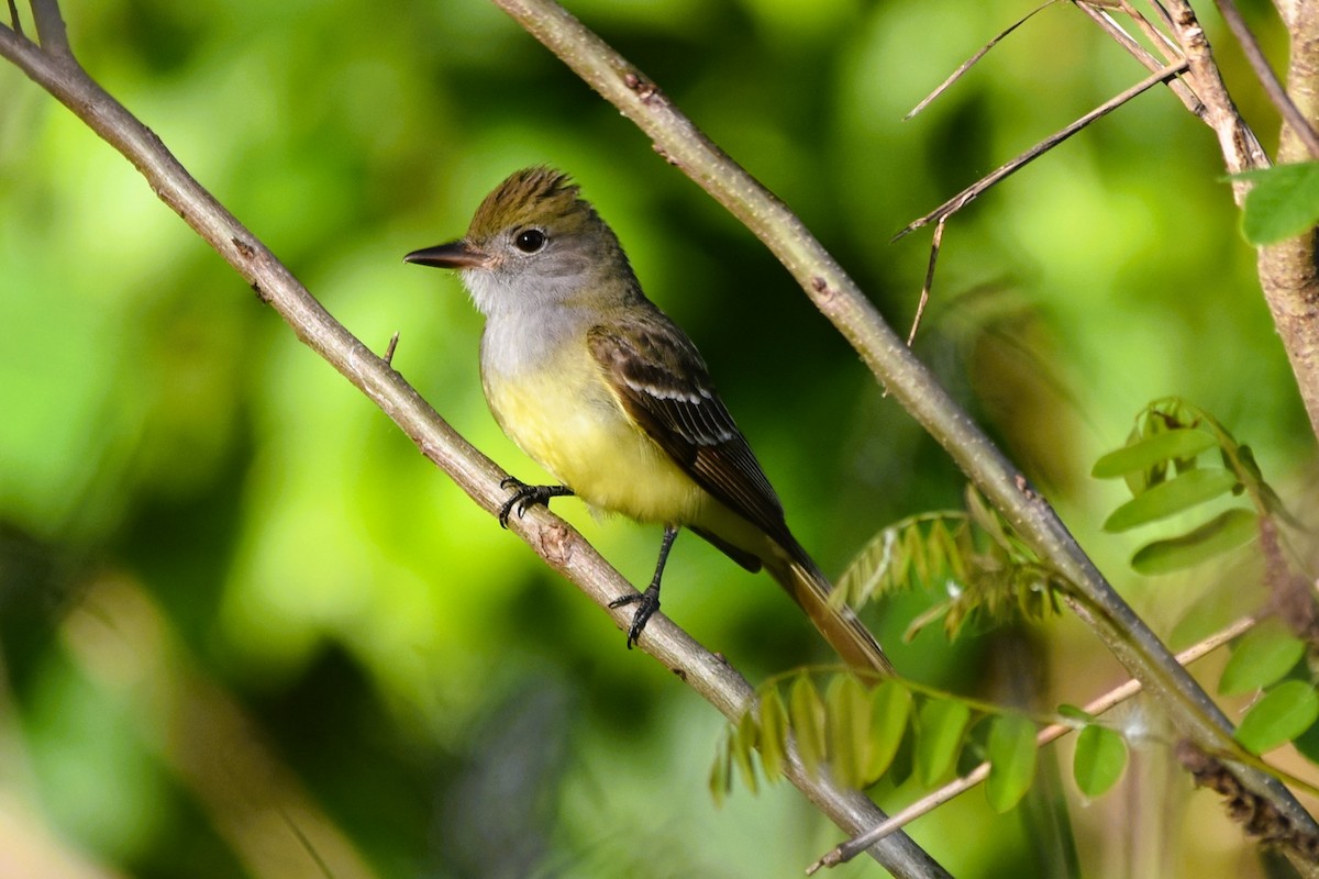 Great Crested Flycatcher - ML618969430